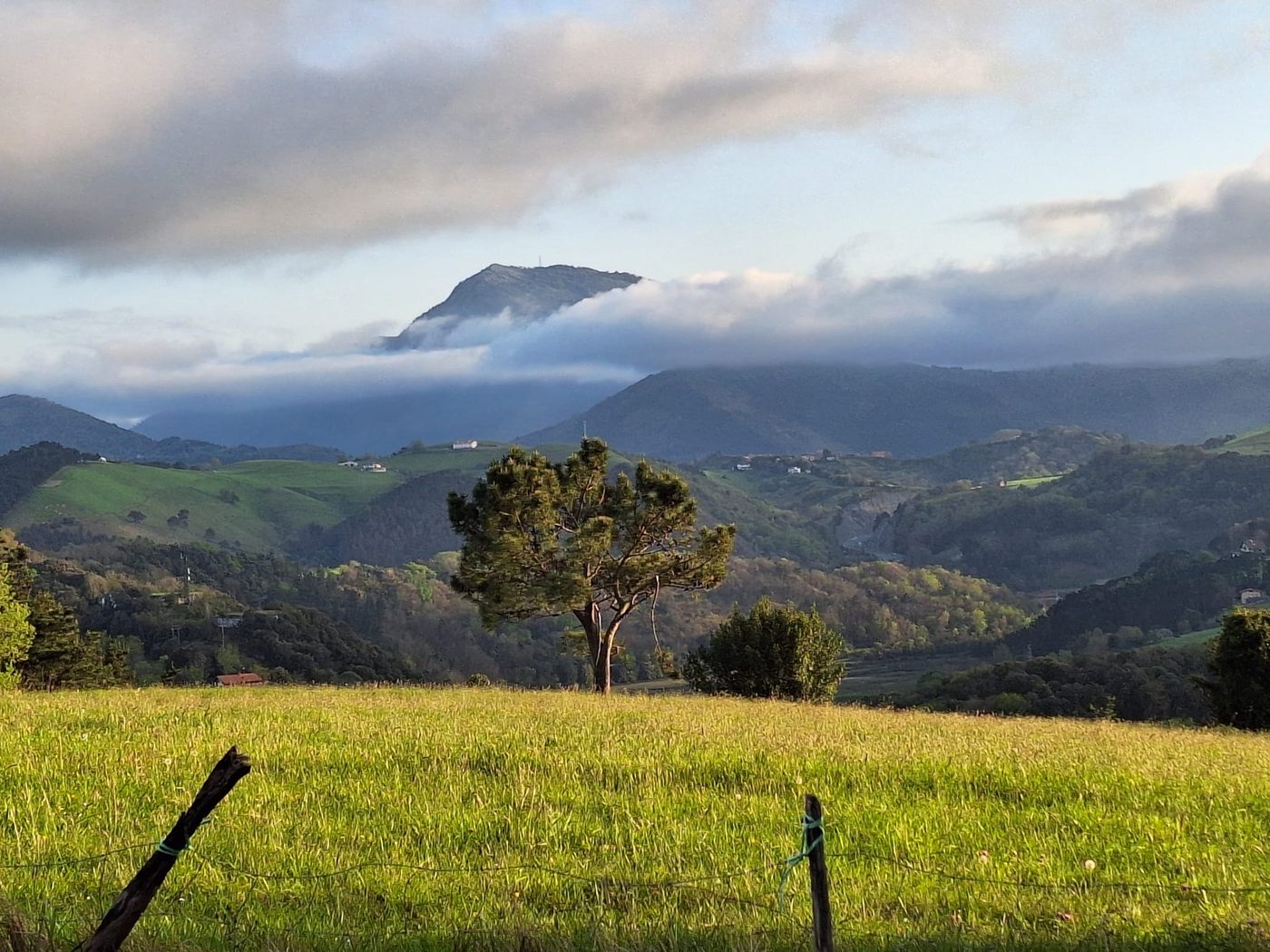 Arbre isolé face aux montagnes : enracinement et champ des possibles